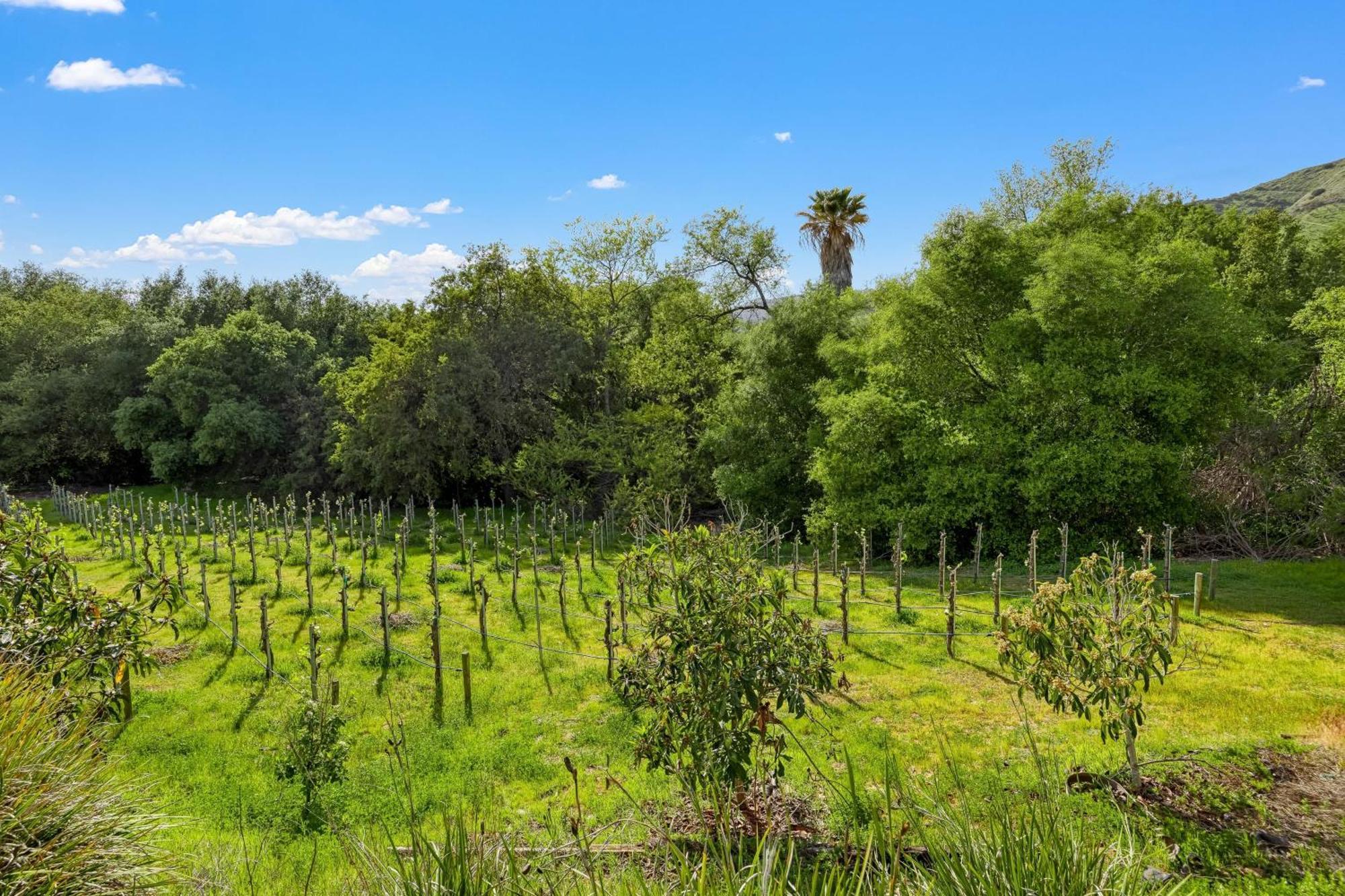 Grapevine By Avantstay Secluded 5Br Villa 4 Acres Of Vineyards Avo Groves Temecula Eksteriør bilde